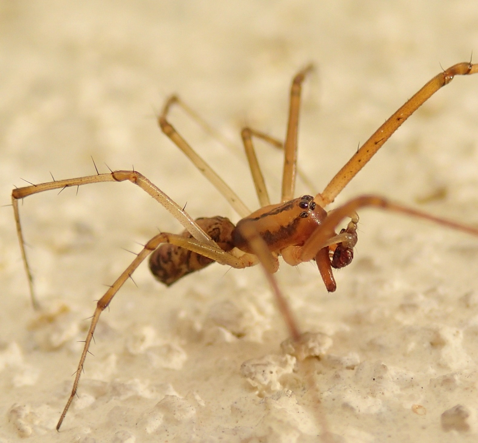 Maschio di Linyphia triangularis ?